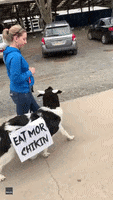 Chick Fil A Halloween GIF by Storyful