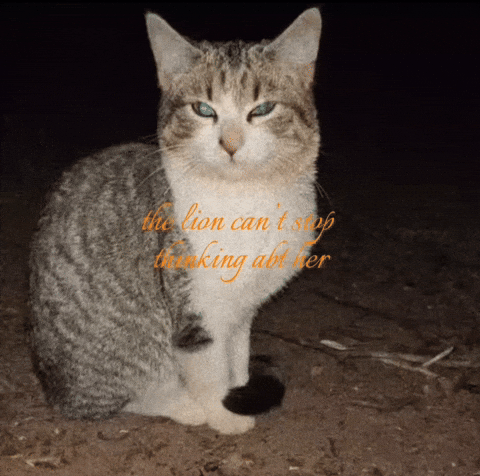 Chat Gris GIF