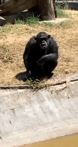 Monkey GIF