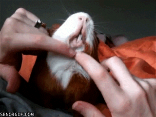 Gif de porquinho-da-índia ronronando