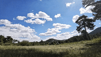 Video GIF