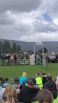 Tiny Dog's Valiant Effort in High-Jump Contest Wins Over Watching Crowd