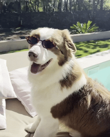 Cool Dog GIF