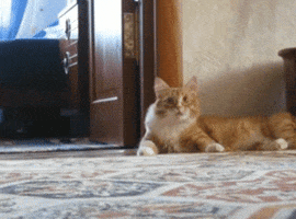 Video gif. Orange cat sits leisurely on the carpet before something completely shocks him. He stands upright, but his spine seems to have a mind of its own, curving so dramatically that the front of the cat lifts in the air and he walks solely on his hind legs.