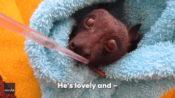 Bat Rescue GIF by Storyful