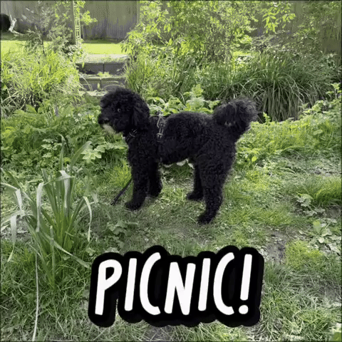 Picnic Troubleshooting GIF