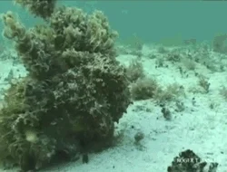 octopus hiding GIF