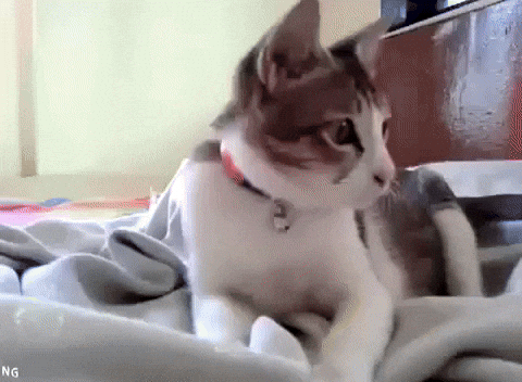 Cute cat - Reaction GIFs