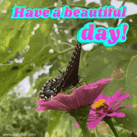 Have A Nice Day GIF by Djemilah Birnie