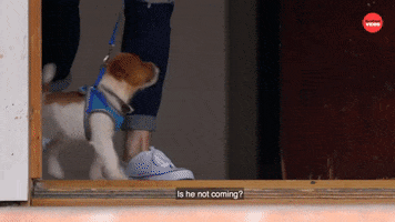 Scared Puppy GIF by BuzzFeed