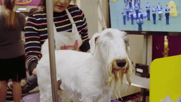 westminster dog show 7 days out GIF by Sony Pictures Television