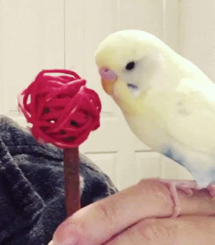 Bird GIF