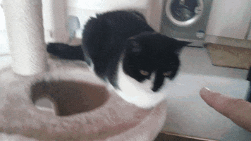 cats river GIF