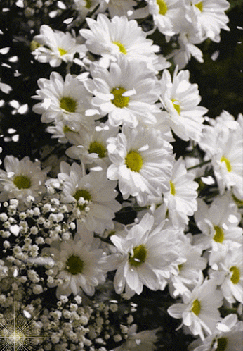Resultado de imagen para flores gifs