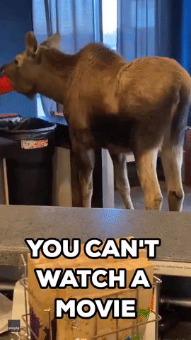 Movie Theater Funny Animals GIF by Storyful