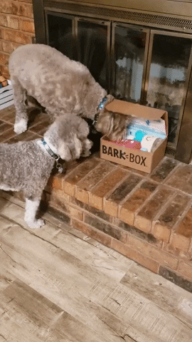 Unboxing Dog Toys GIF by Geekster Pets