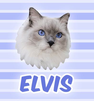 Cat Elvis GIF