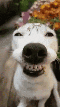 Video gif. A close-up of a white dog with sprigs of tiny flowers on its head as it appears to smile with squinty eyes and teeth bared. 