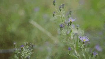 Nature GIF