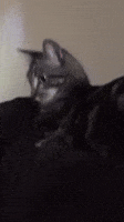 Cat Wtf GIF by Mekamee - Find & Share on GIPHY