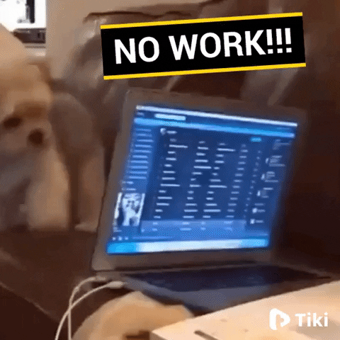 Dog Wow GIF by Tikivideo