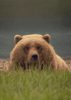 grizzly bear GIF by Head Like an Orange