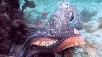 Water Maori GIF by OctoNation® The Largest Octopus Fan Club!