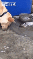 Dog Video GIF
