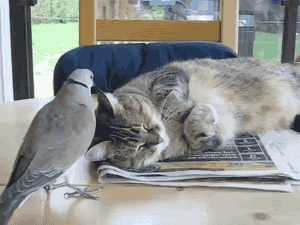 giphy.gif