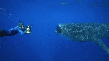 Whale Shark GIF by Oceanic Preservation Society