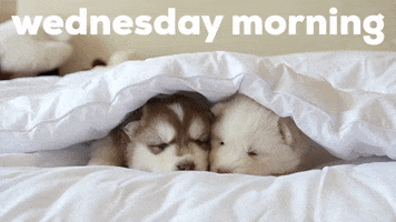 Video gif. Two husky puppies are laying under a white comforter and look incredibly sleepy and snug as the blink slowly and readjust positions. Text, "Wednesday morning."