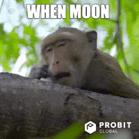 Moon Bitcoin GIF by ProBit Global
