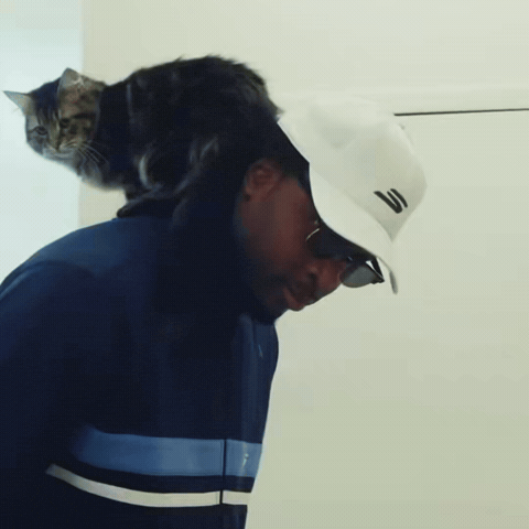 New York Knicks Cat GIF