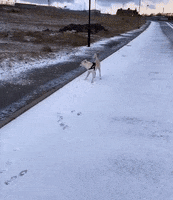 Dog Snow GIF by Haystack