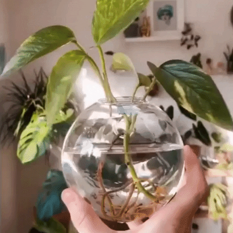 Bubbly GIF