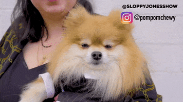Dog GIF by Hop To It Productions