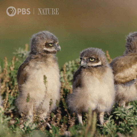 Pbs Nature Family GIF by Nature on PBS