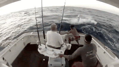 Funny: Fishing Giphy