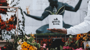 Flowers Love GIF by Plant Economy
