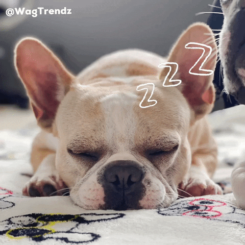 Frenchie Sleepy Sleepydog Wagtrendz GIF by Wag Trendz