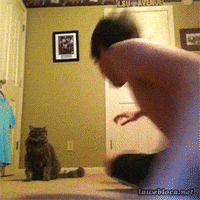 Cheezburger cat attack asshole GIF