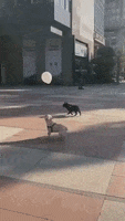 Balloon French Bull Dog GIF by WoofWaggers