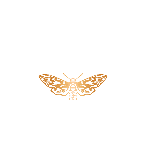 Golden Moth Sopot Sticker