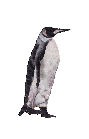 Penguin Wildlife Sticker by Kaybid