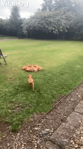 Puppy Rushes To Join Cuddle Puddle GIF by ViralHog