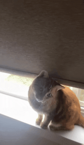 Cat GIF
