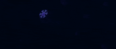 Animation GIF