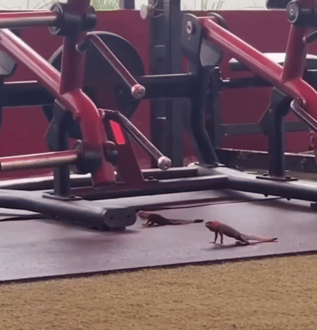 Workout GIF