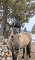 Horse Goat GIF by Storyful