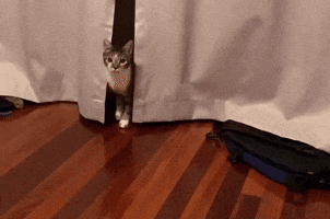 Cat GIF